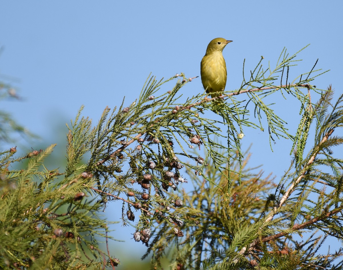 Yellow Warbler (Northern) - ML644009520