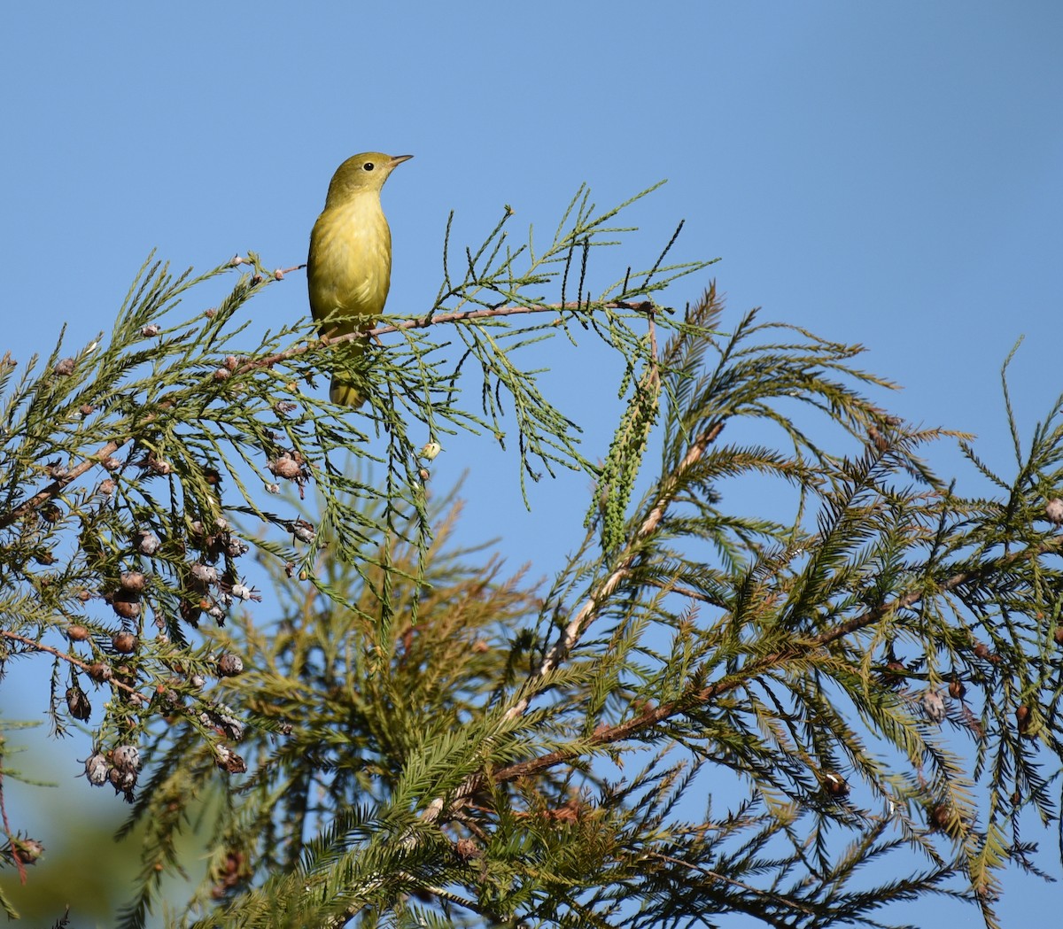 Yellow Warbler (Northern) - ML644009521