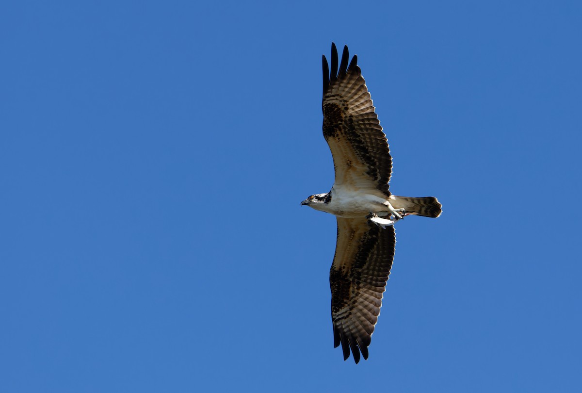 Osprey - ML644009523