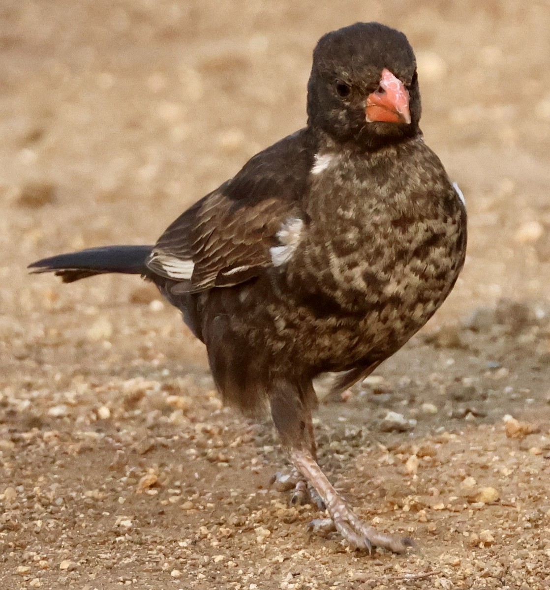 Red-billed Buffalo-Weaver - ML644009555
