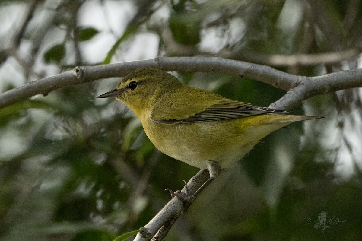 Tennessee Warbler - ML644009569