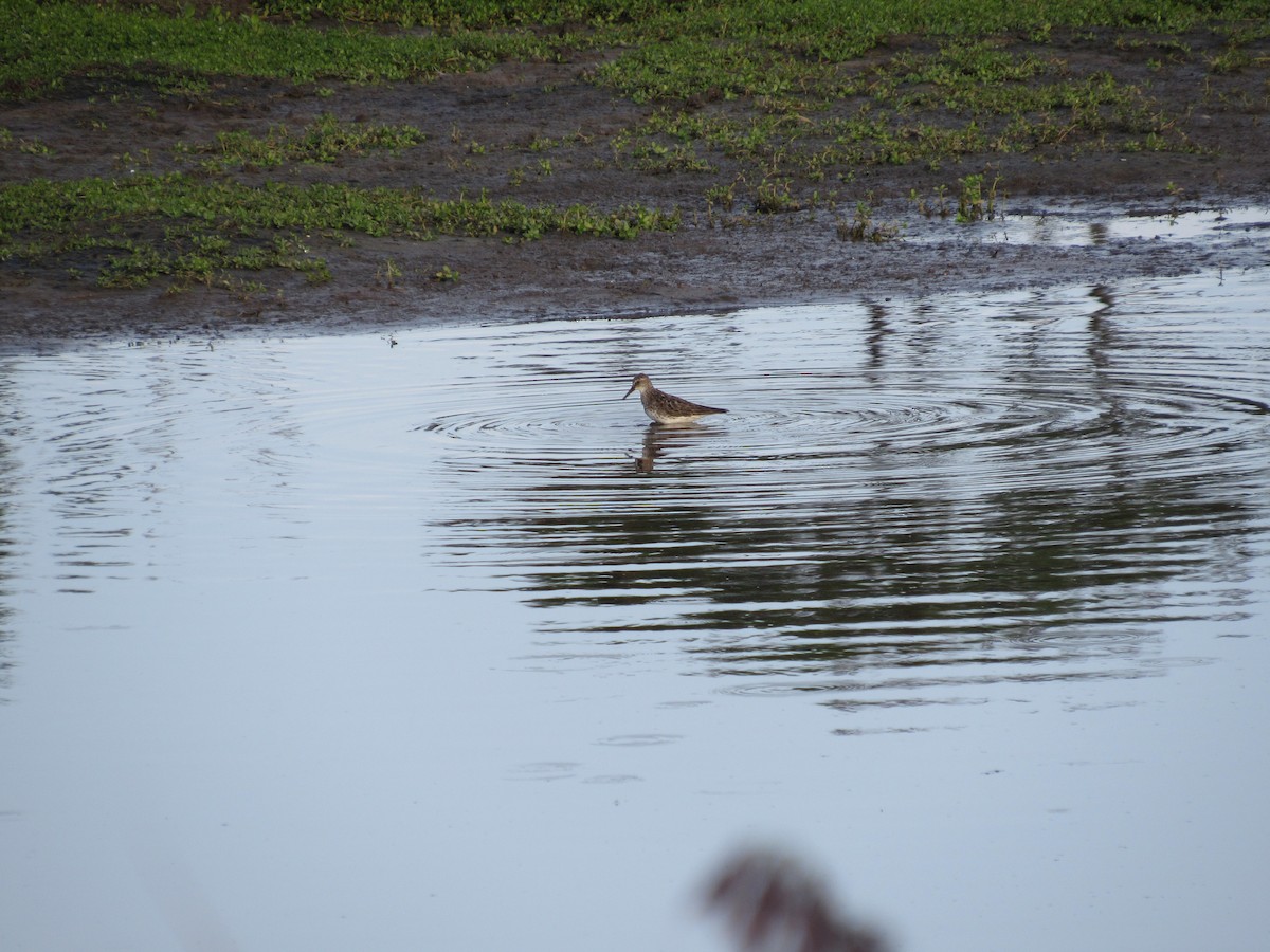 White-rumped Sandpiper - ML644009584