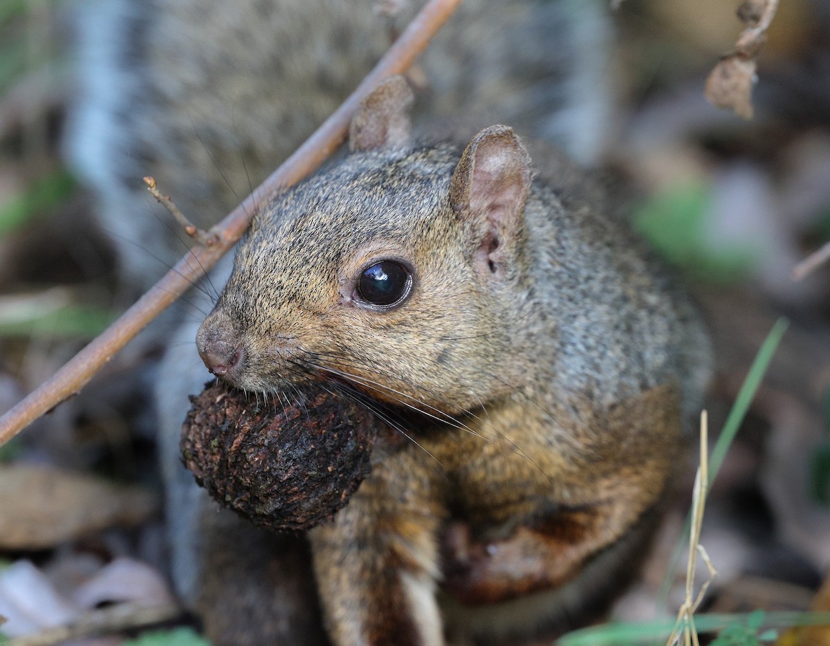 Eastern Gray Squirrel - ML644009590
