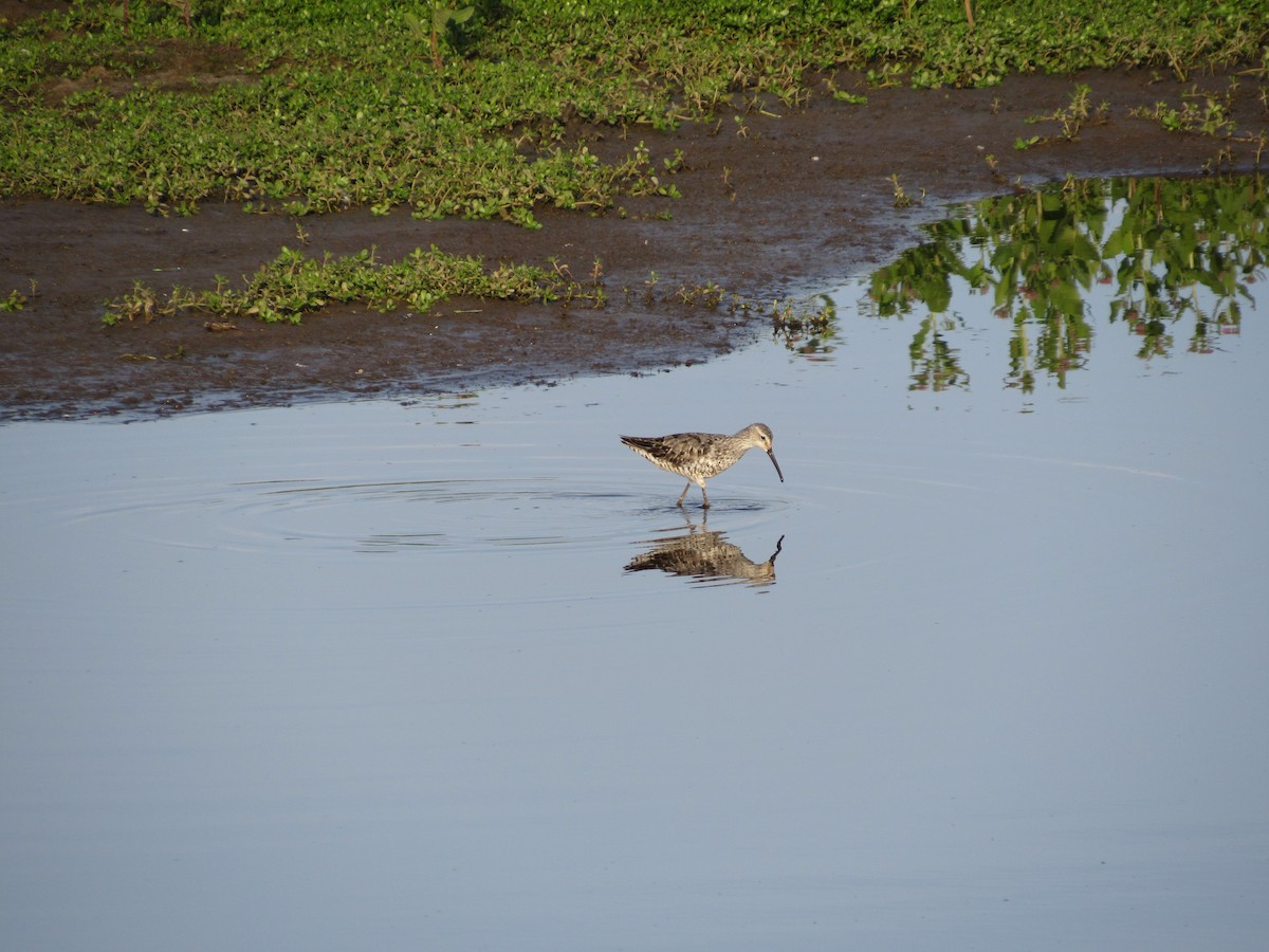 Stilt Sandpiper - ML644009603