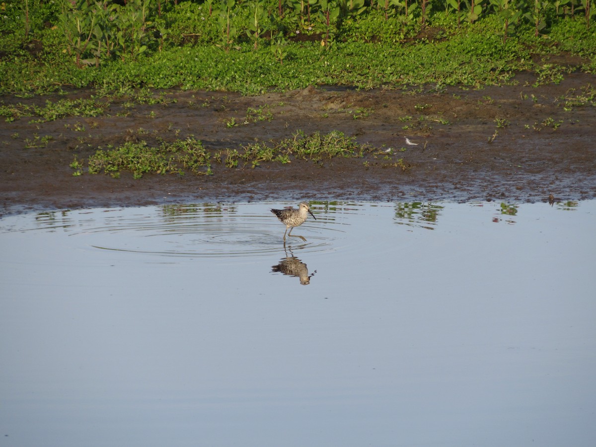 Stilt Sandpiper - ML644009604