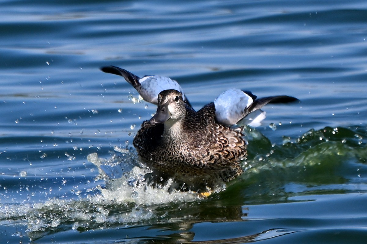 Blue-winged Teal - ML644009611