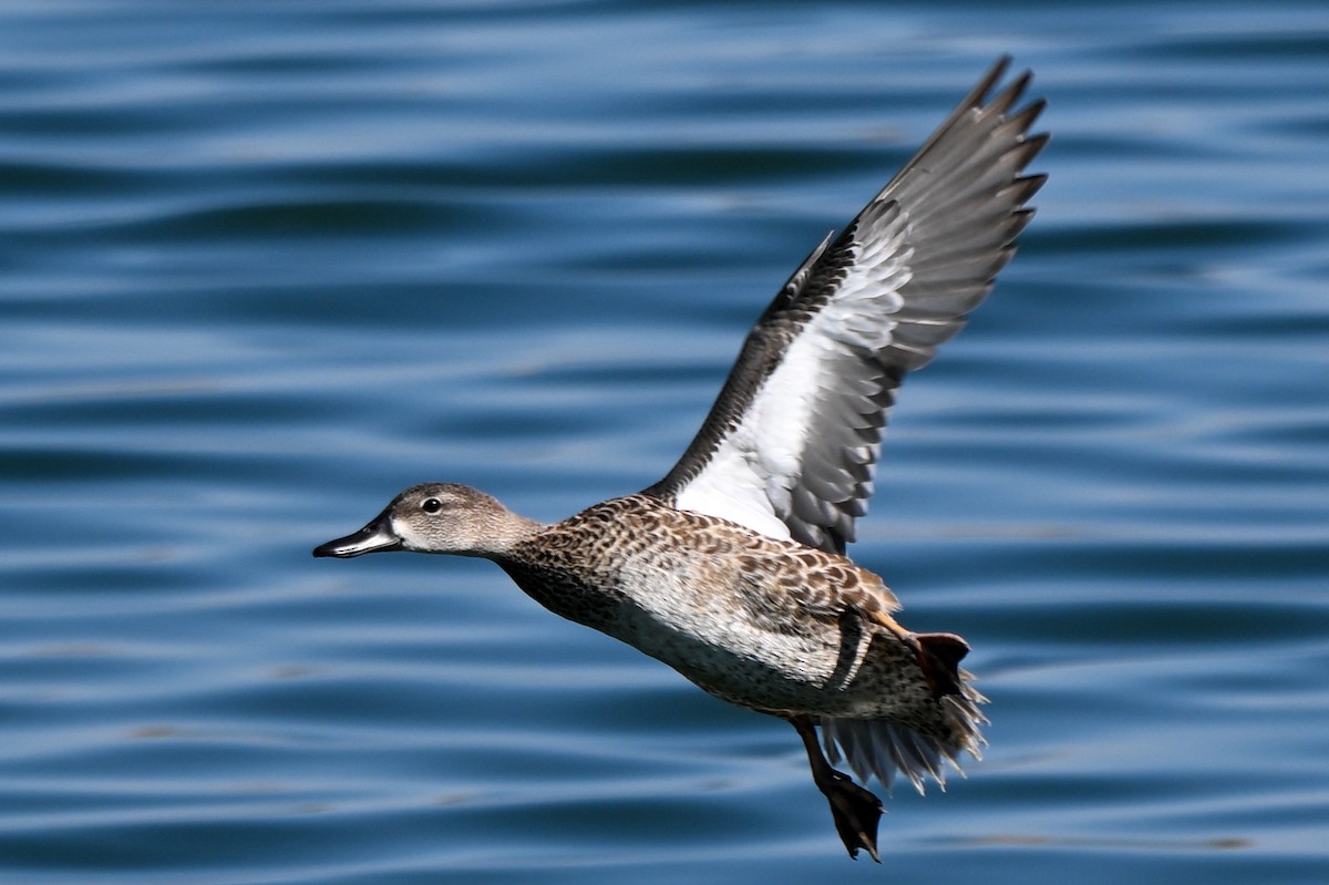 Blue-winged Teal - ML644009614