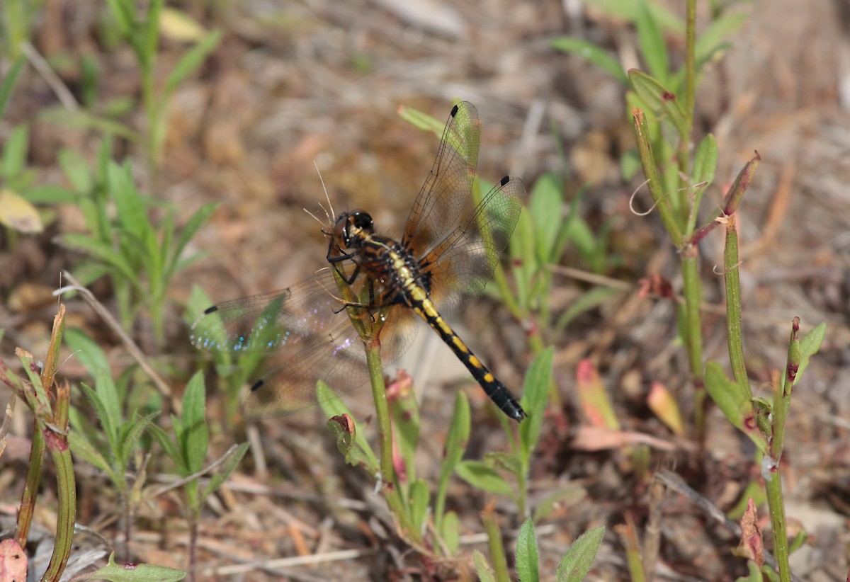 Dot-tailed Whiteface - ML644009624