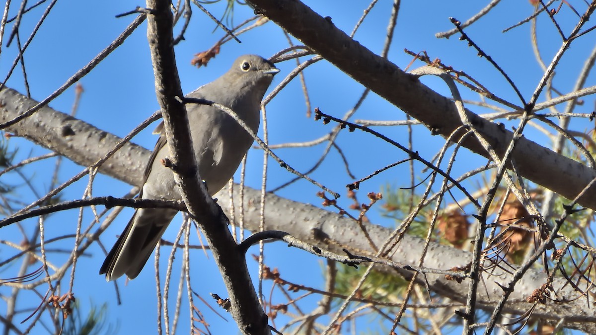 Townsend's Solitaire - ML644009632
