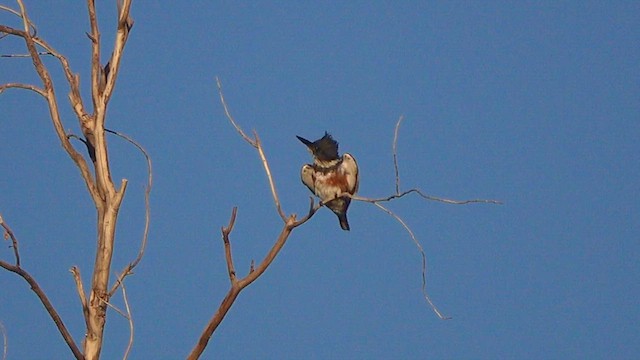 Belted Kingfisher - ML644009633