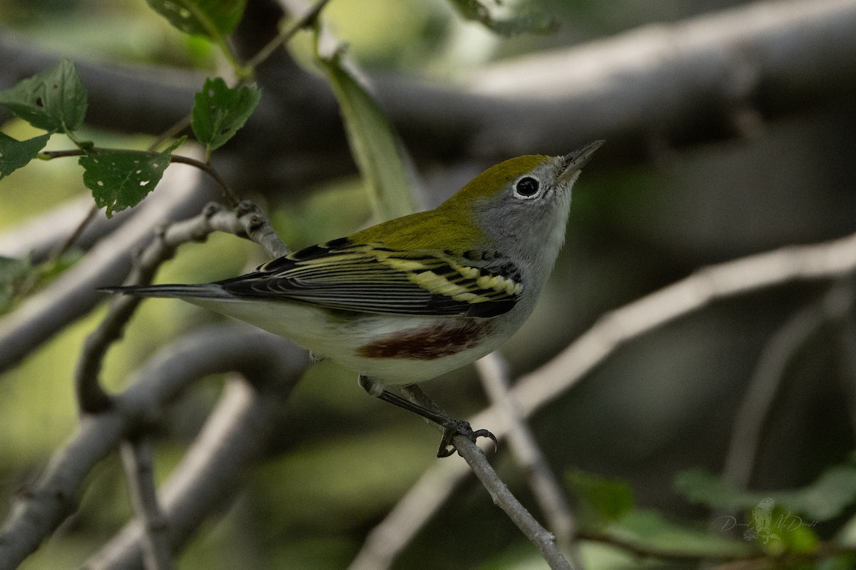 Chestnut-sided Warbler - ML644009635