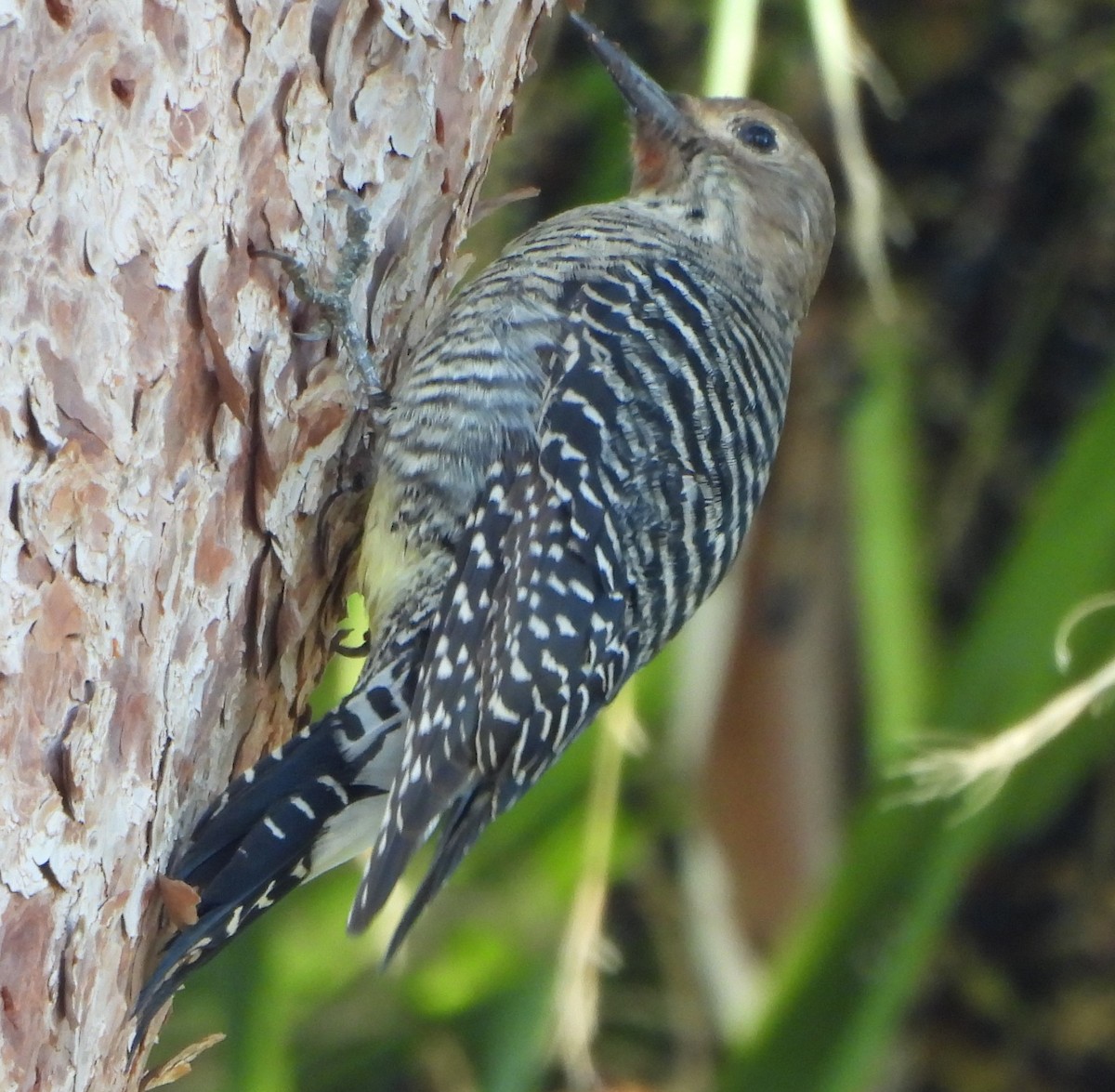 Williamson's Sapsucker - ML644009639