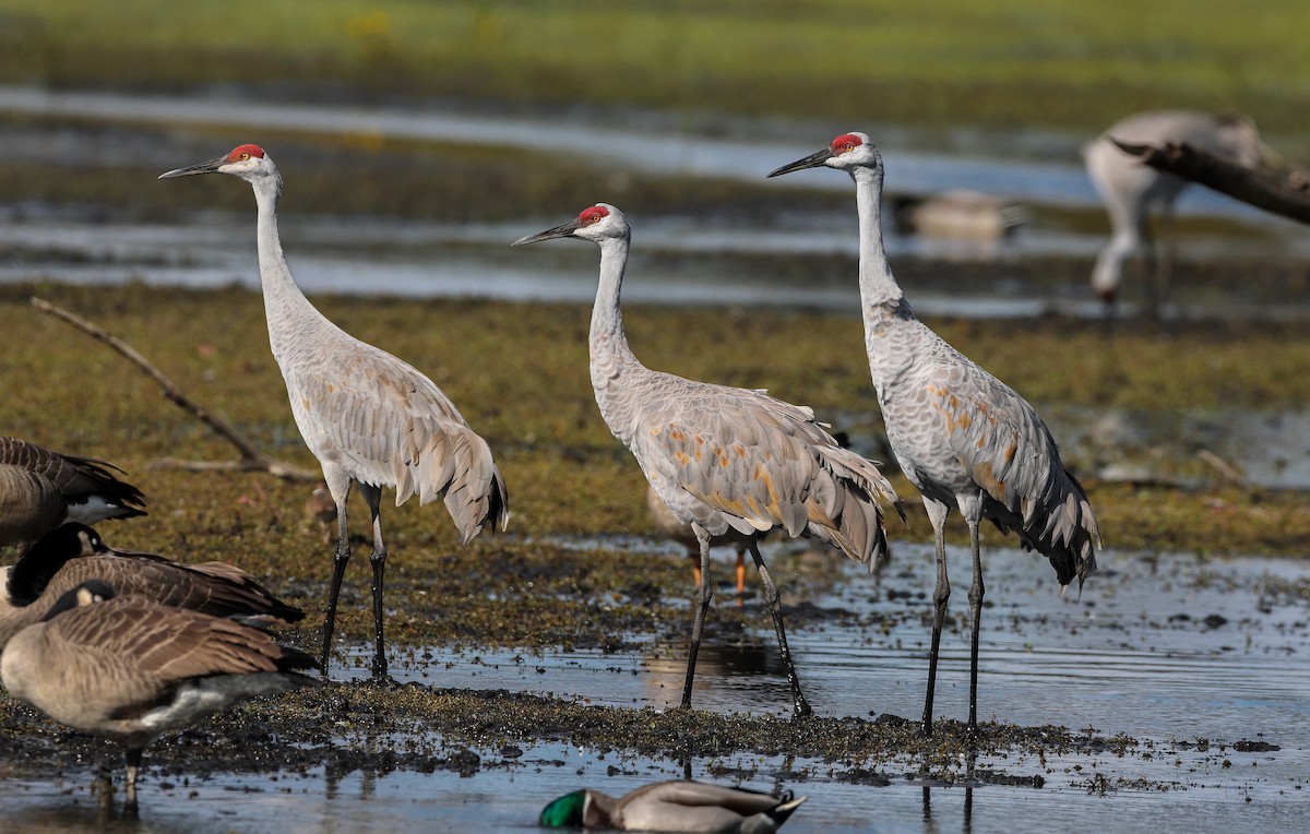 Sandhill Crane - ML644009657