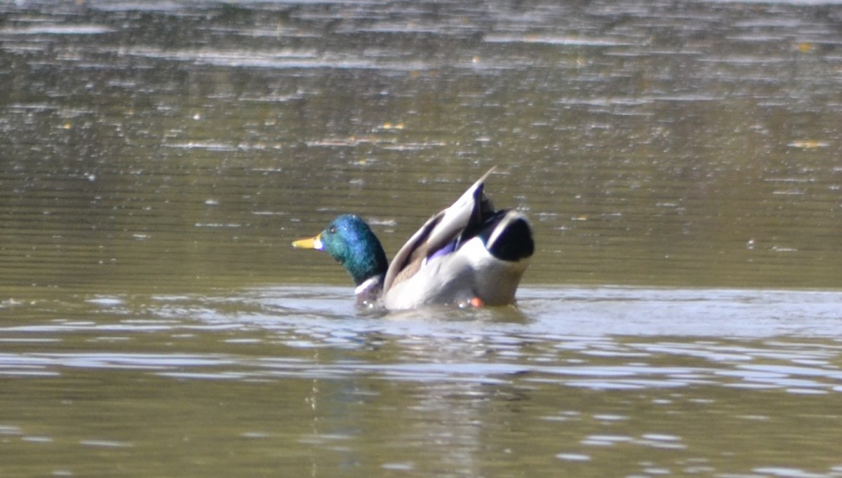 kachna divoká - ML644009659