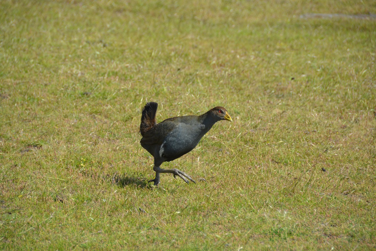 Tasmanian Nativehen - ML644009663