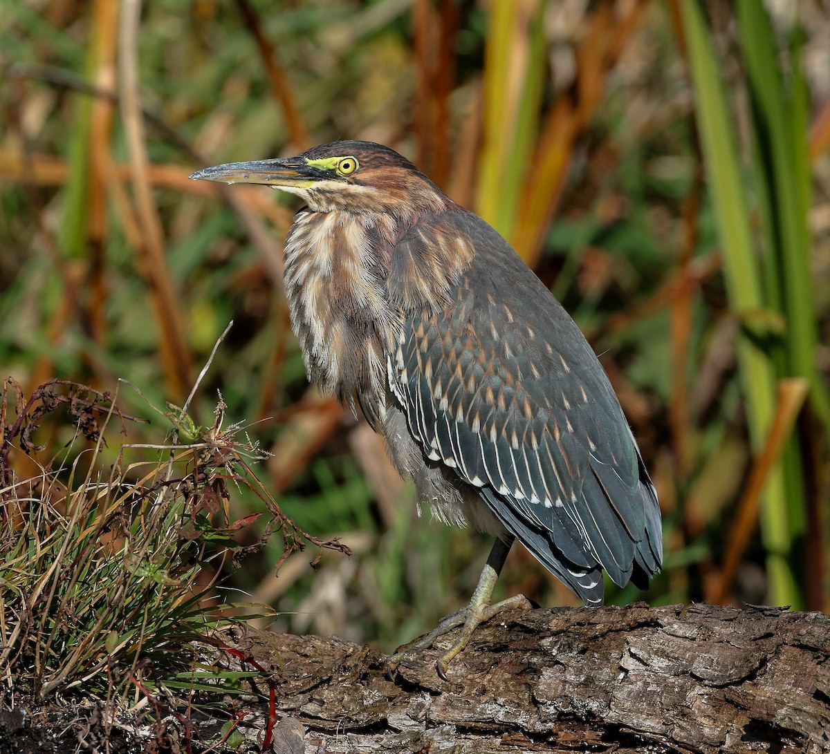 Green Heron - ML644009664