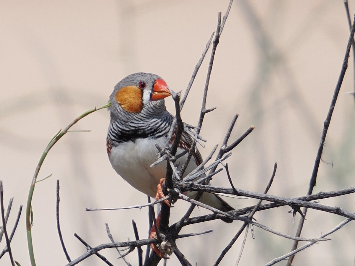 Діамантник зебровий - ML644009665