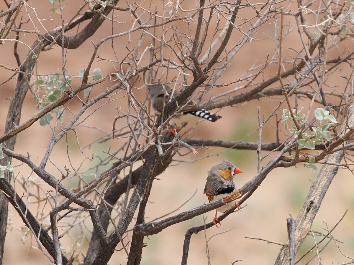 Діамантник зебровий - ML644009666
