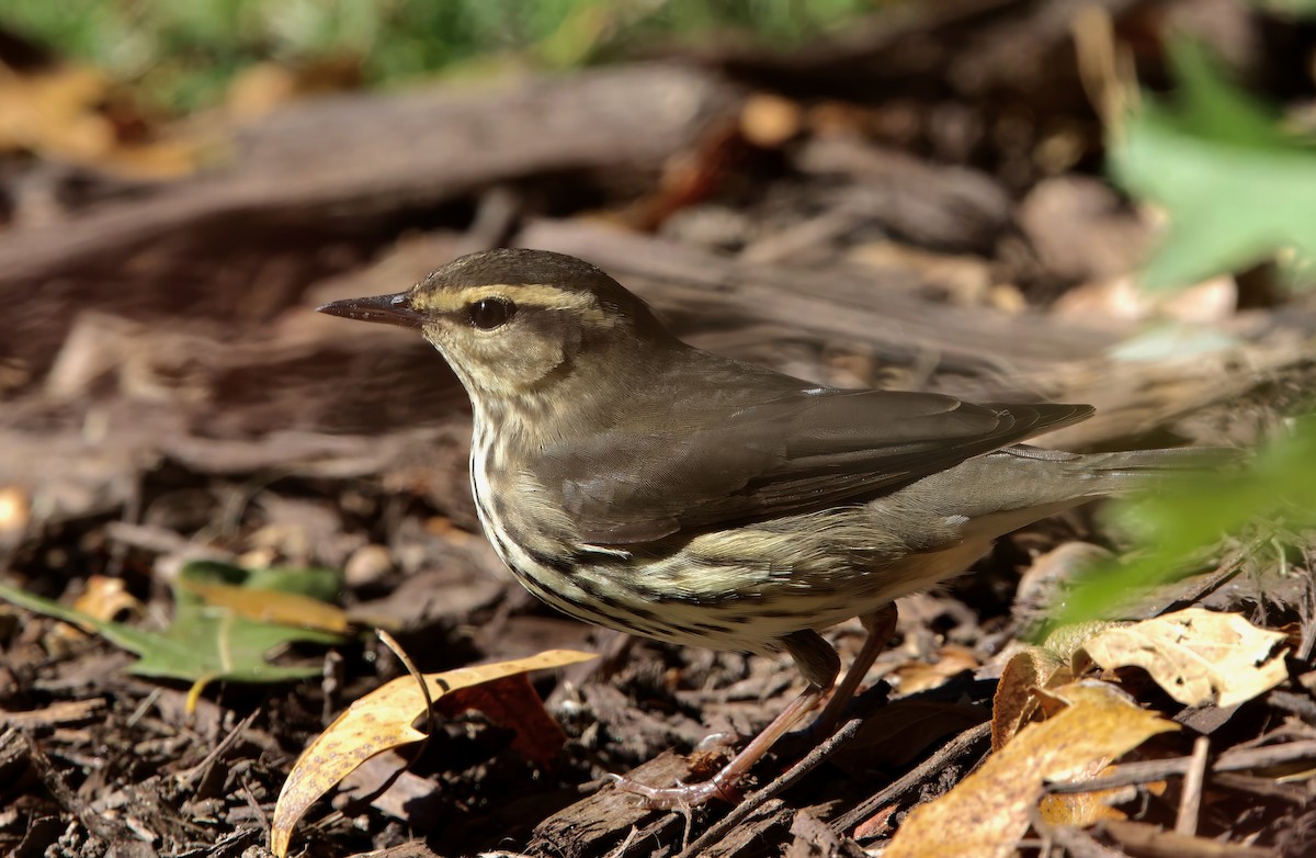 Northern Waterthrush - ML644009699