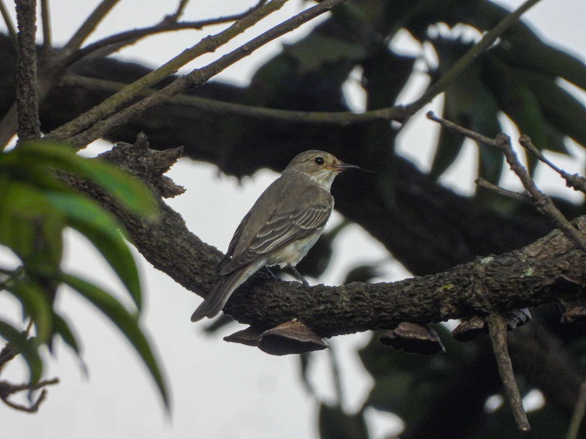 Spotted Flycatcher - ML644009702