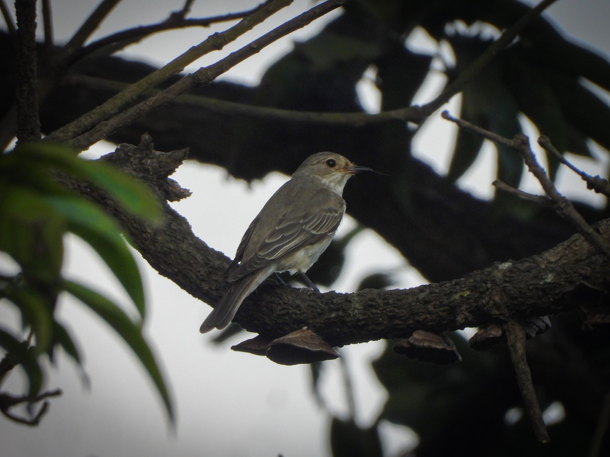 Spotted Flycatcher - ML644009703