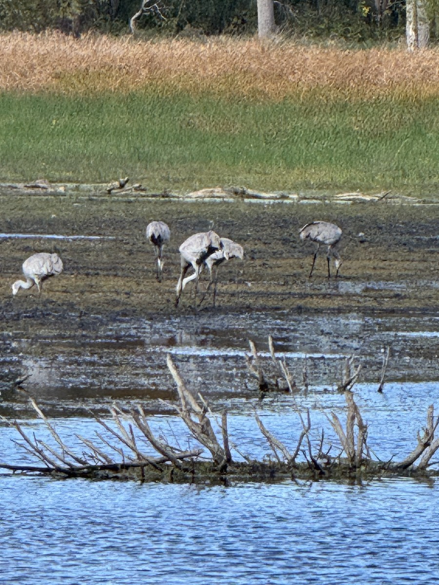 Sandhill Crane - ML644009710