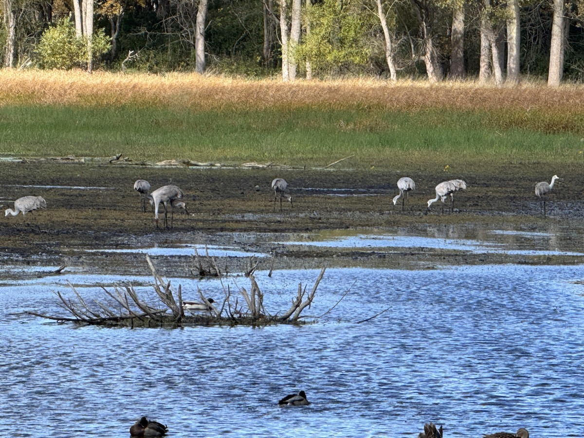 Sandhill Crane - ML644009711
