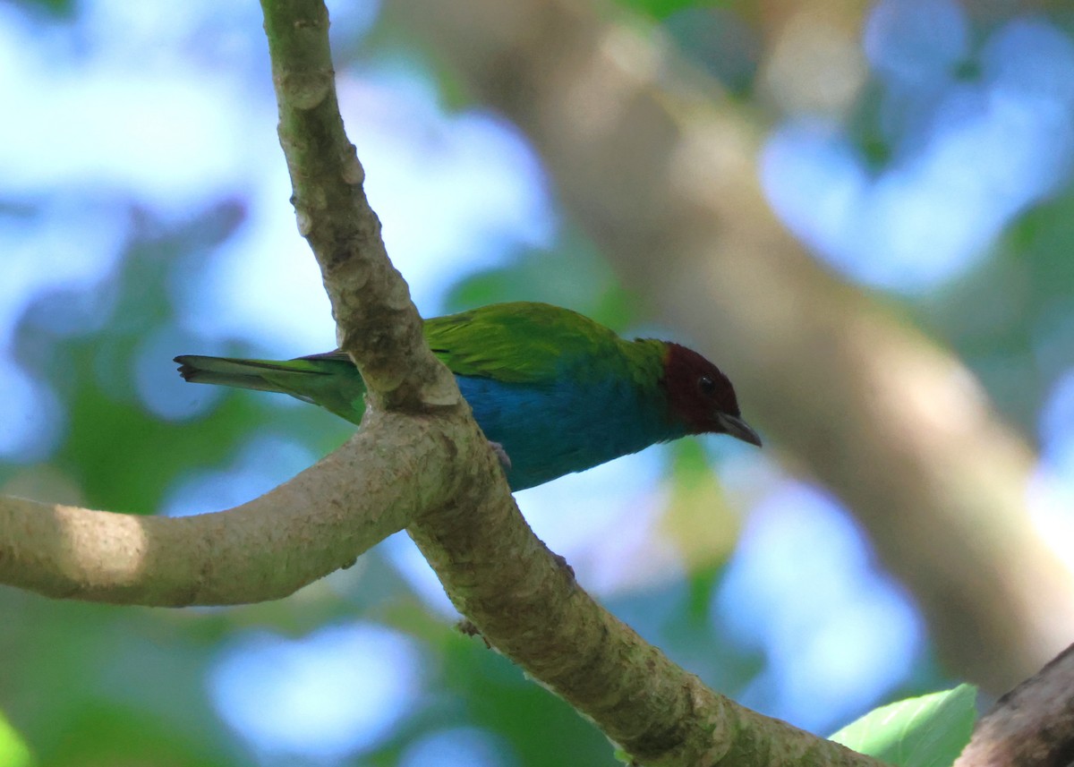 Bay-headed Tanager (Bay-and-blue) - ML644009712