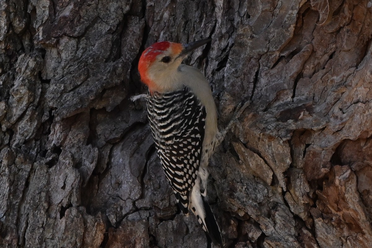 Red-bellied Woodpecker - ML644009726