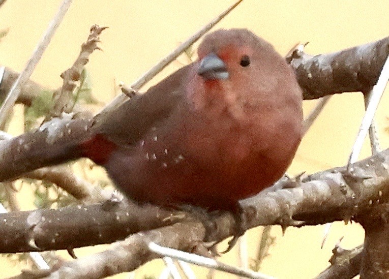 African Firefinch - ML644009738