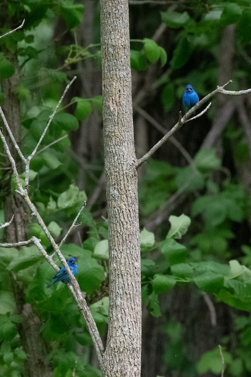 Indigo Bunting - ML644009741