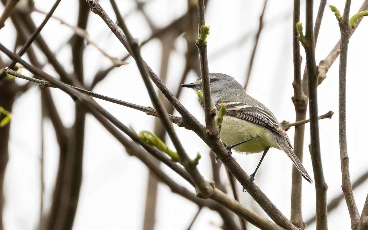 White-crested Tyrannulet (Sulphur-bellied) - ML644009749