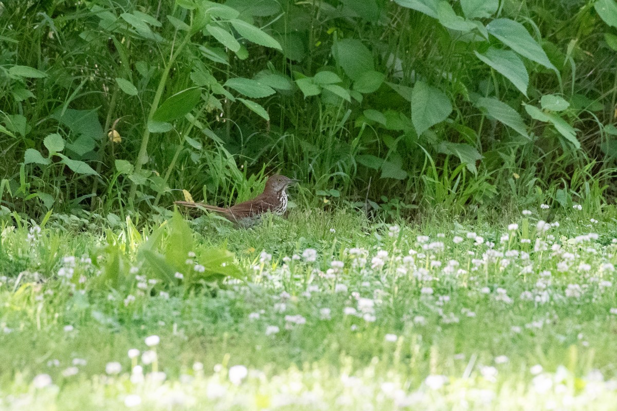 Brown Thrasher - ML644009760