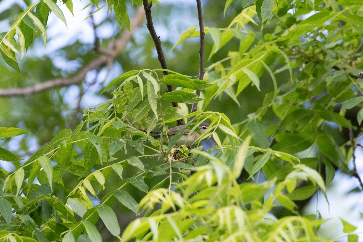 Warbling Vireo - ML644009767