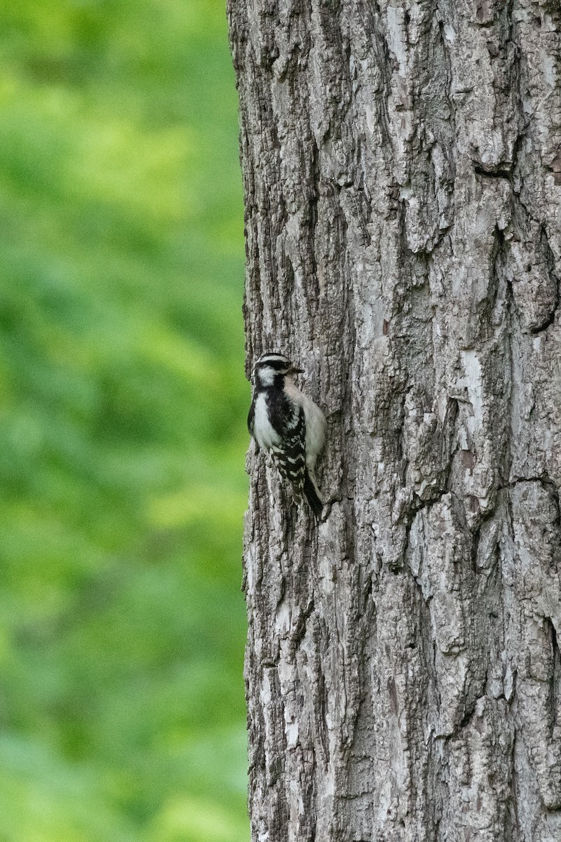 Downy Woodpecker - ML644009777