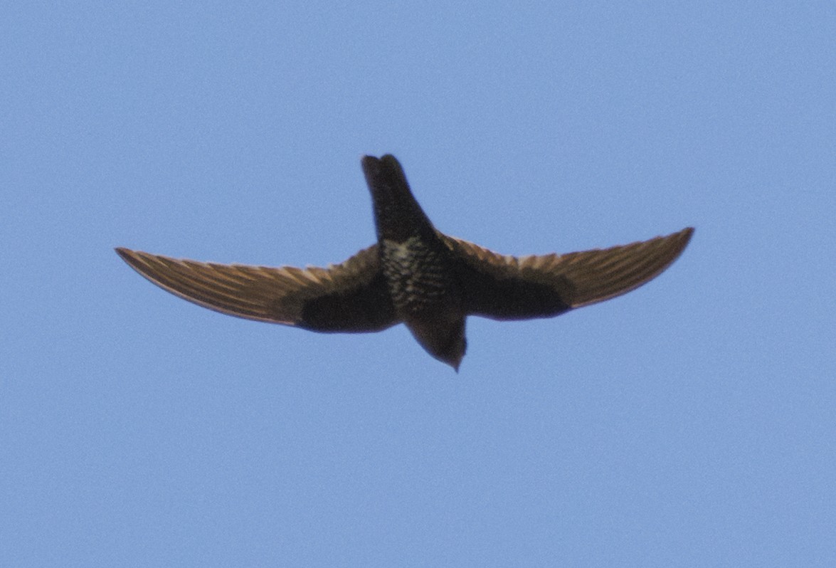 Black Swift - ML644009797