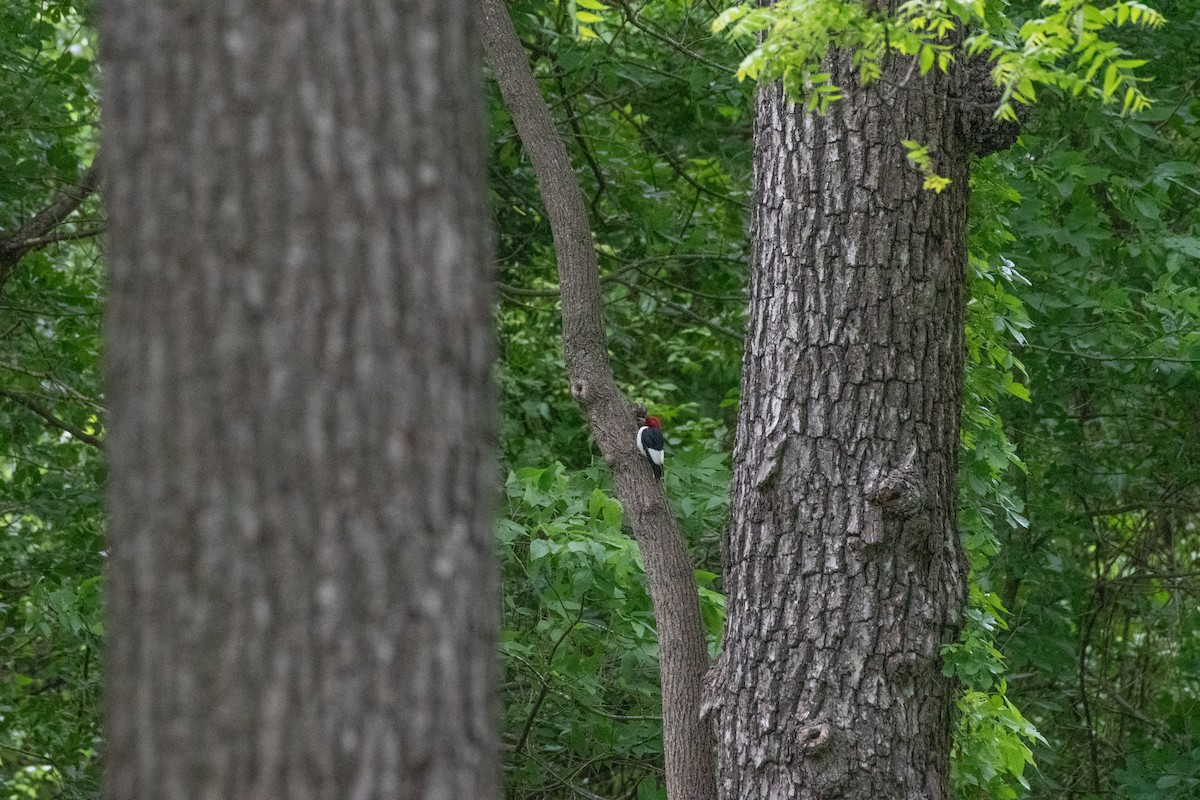 Red-headed Woodpecker - ML644009801