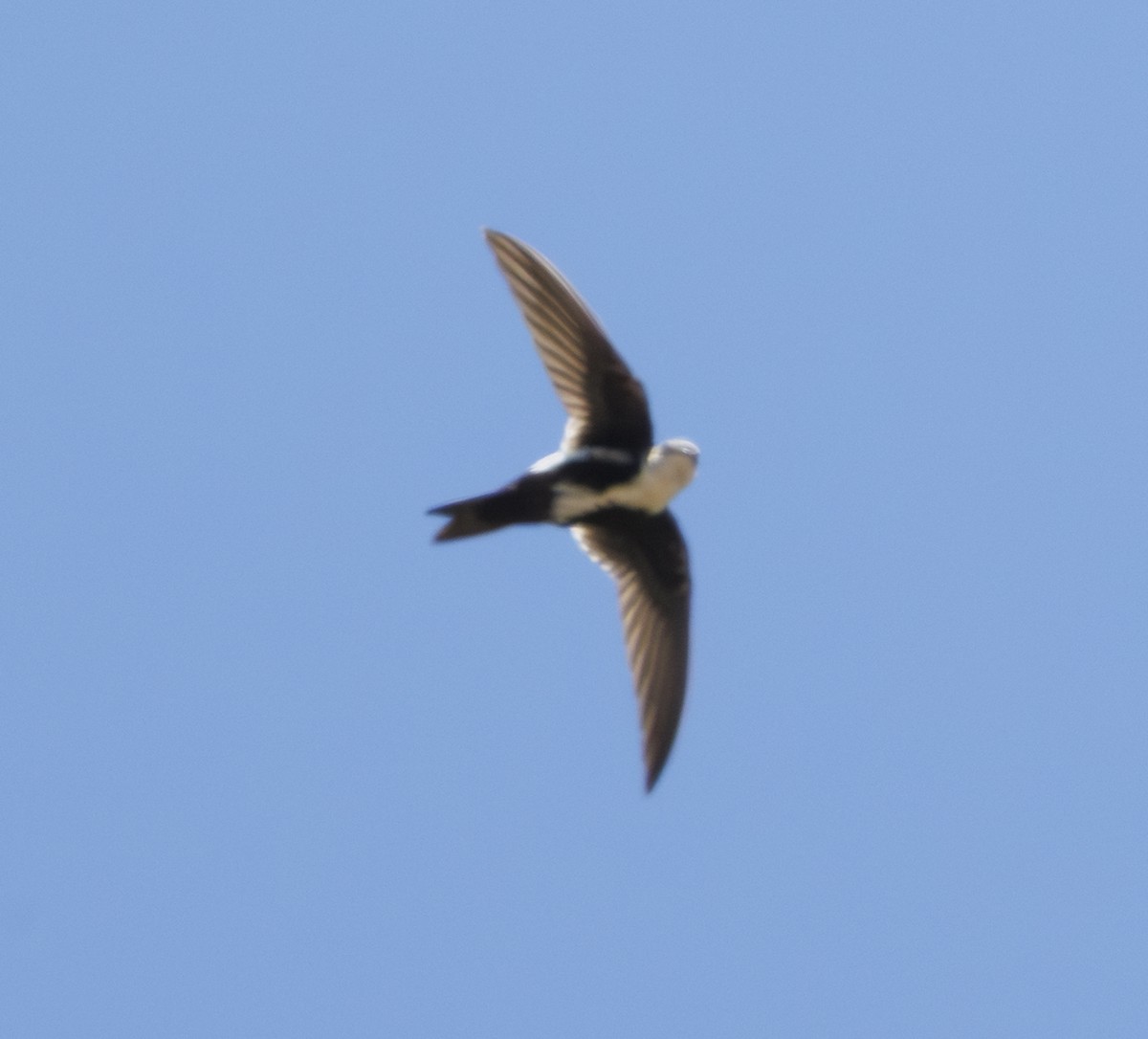 White-throated Swift - ML644009804