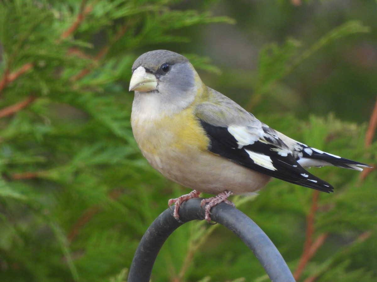 Evening Grosbeak - ML644009805