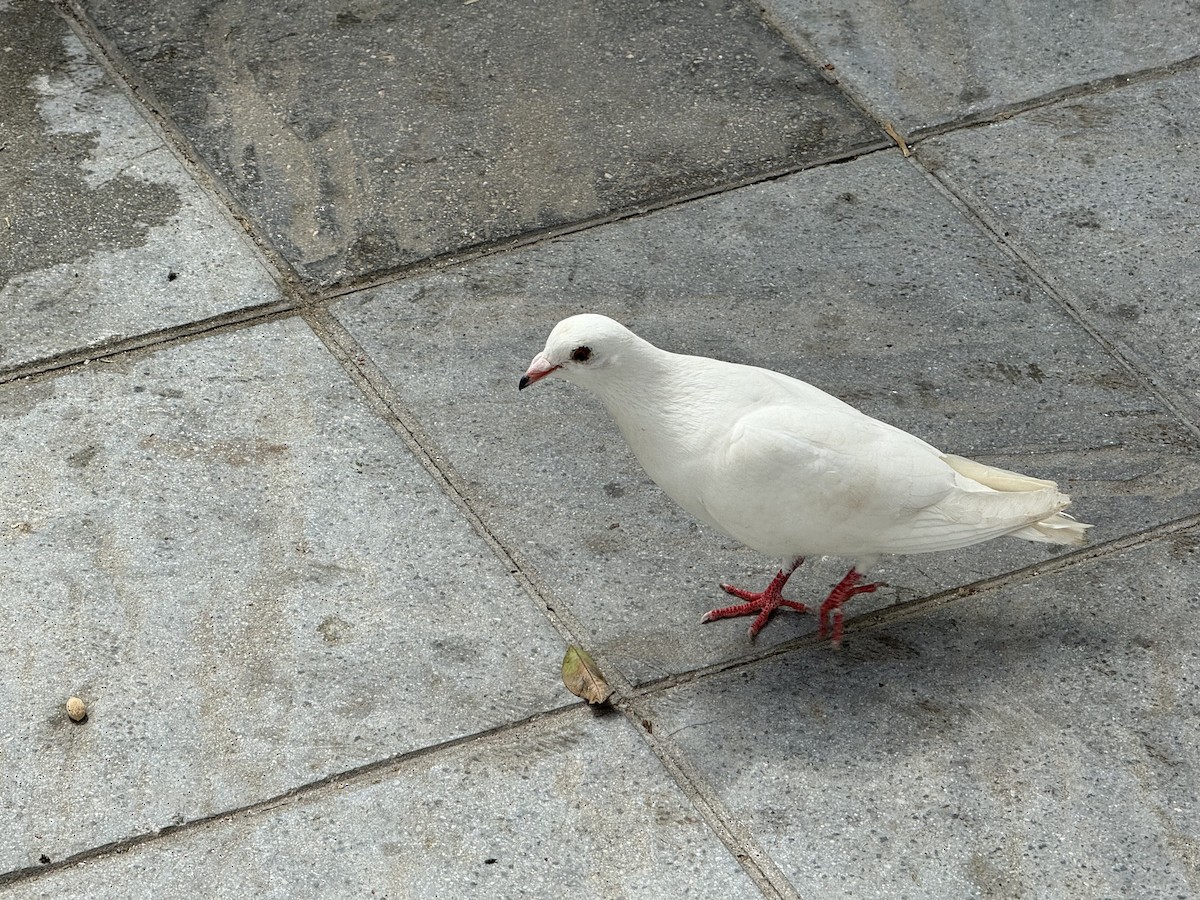 Rock Pigeon (Feral Pigeon) - ML644009820