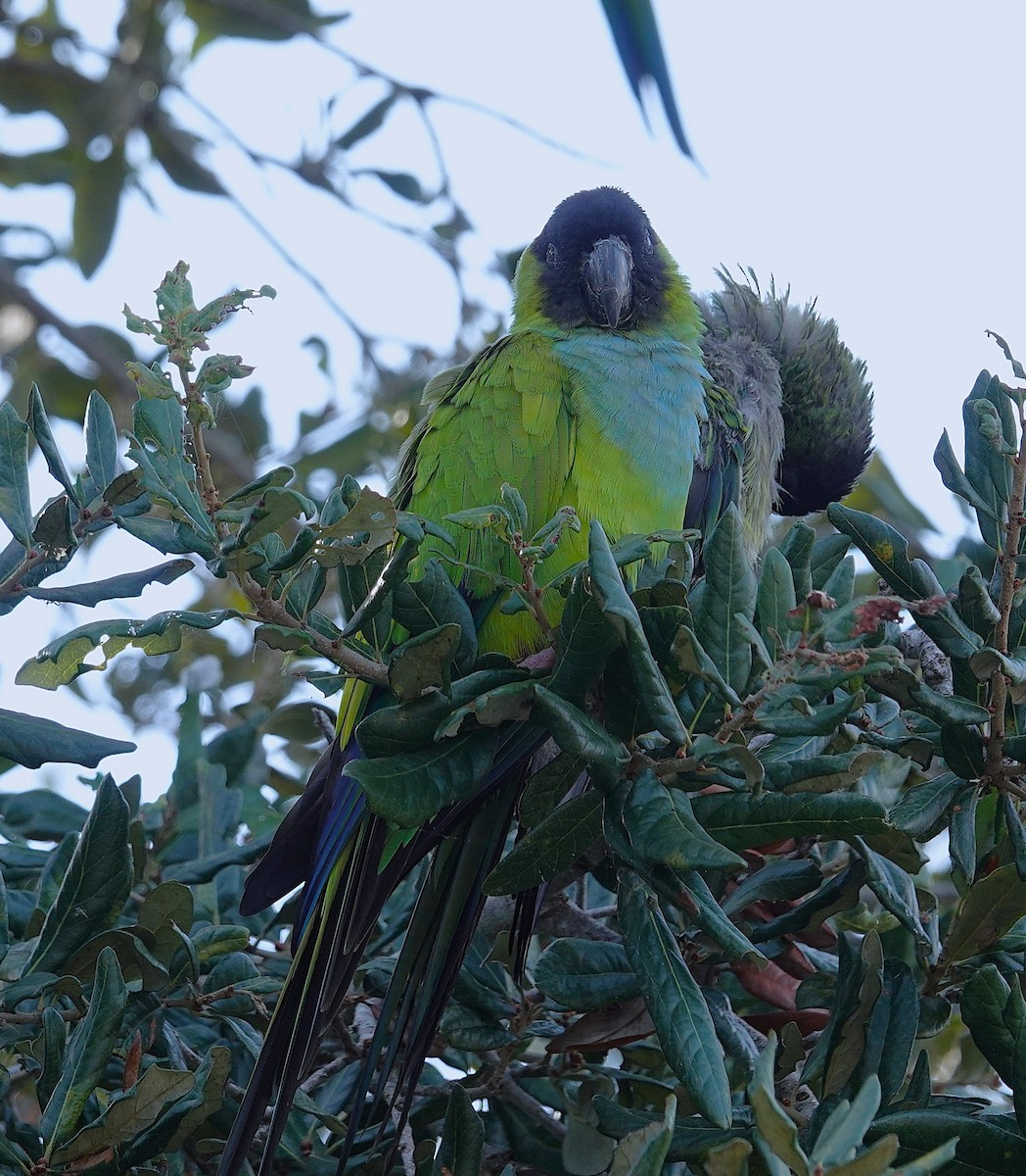 クロガミインコ - ML644009825