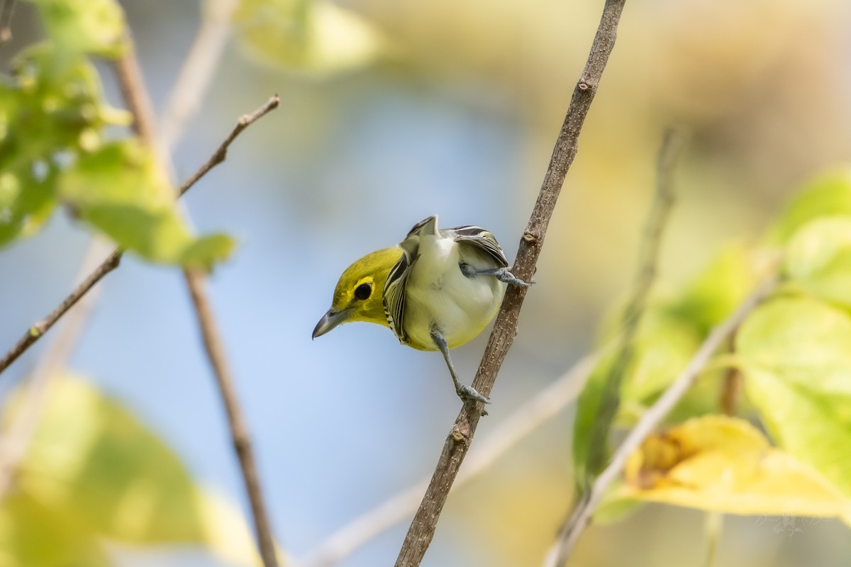 Sarı Gerdanlı Vireo - ML644009847