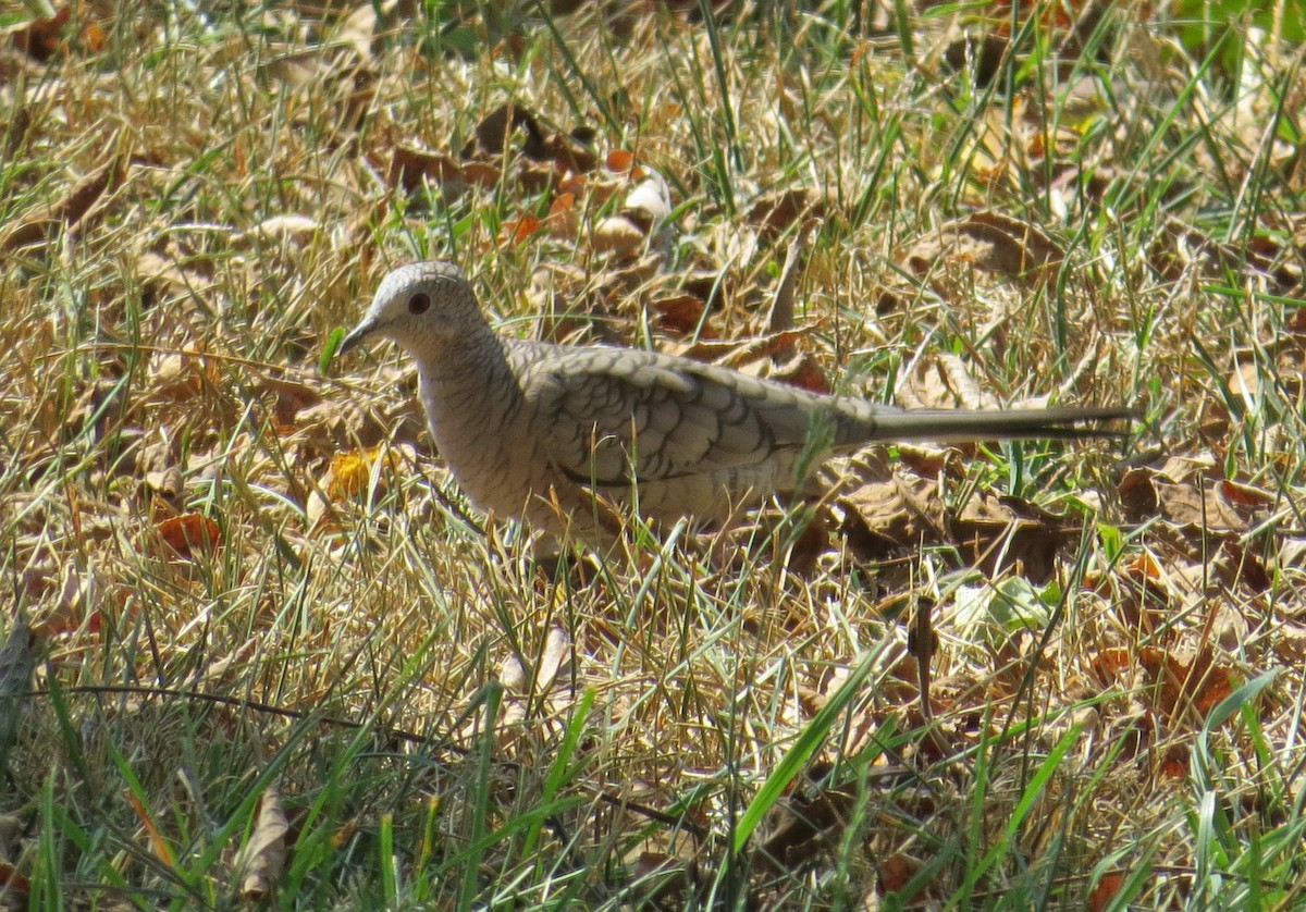 Inca Dove - ML644009848