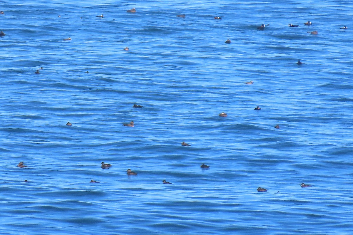 Surf Scoter - ML644009884