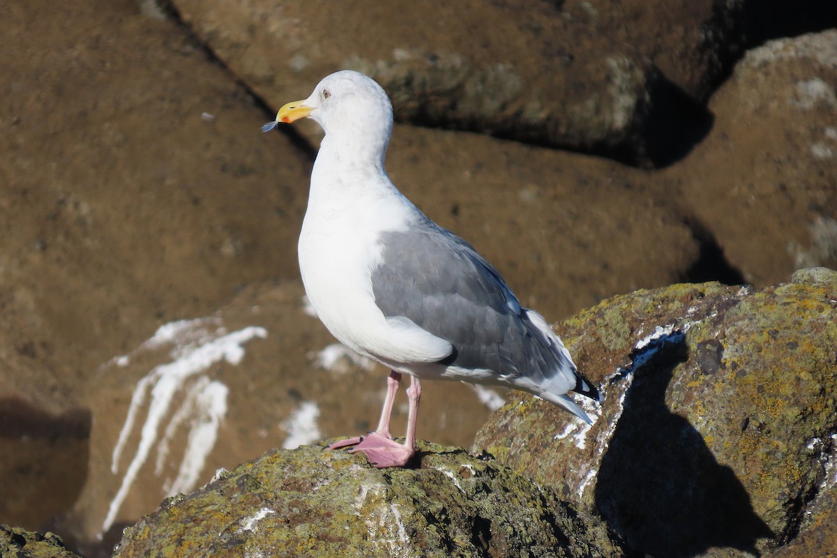 Western Gull - ML644009895