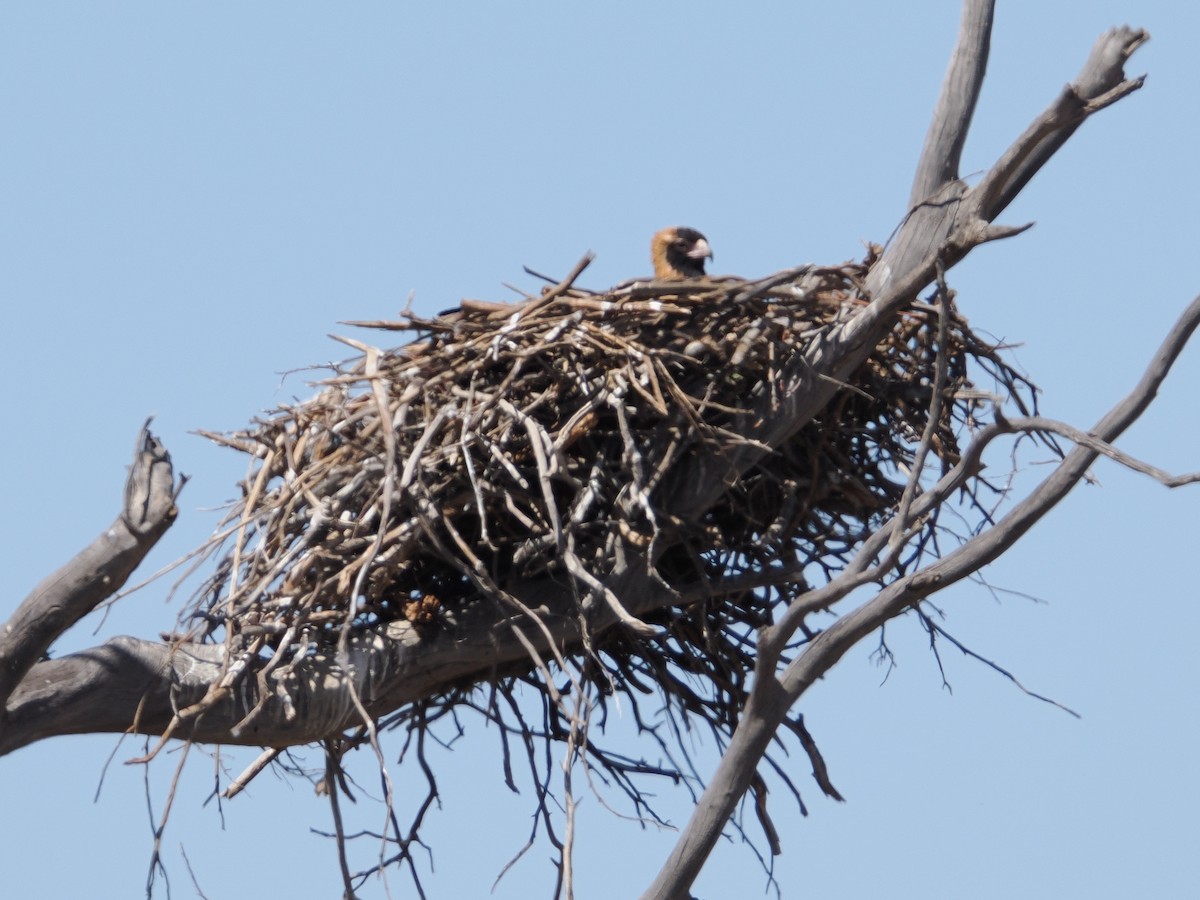 Black-breasted Kite - ML644009899
