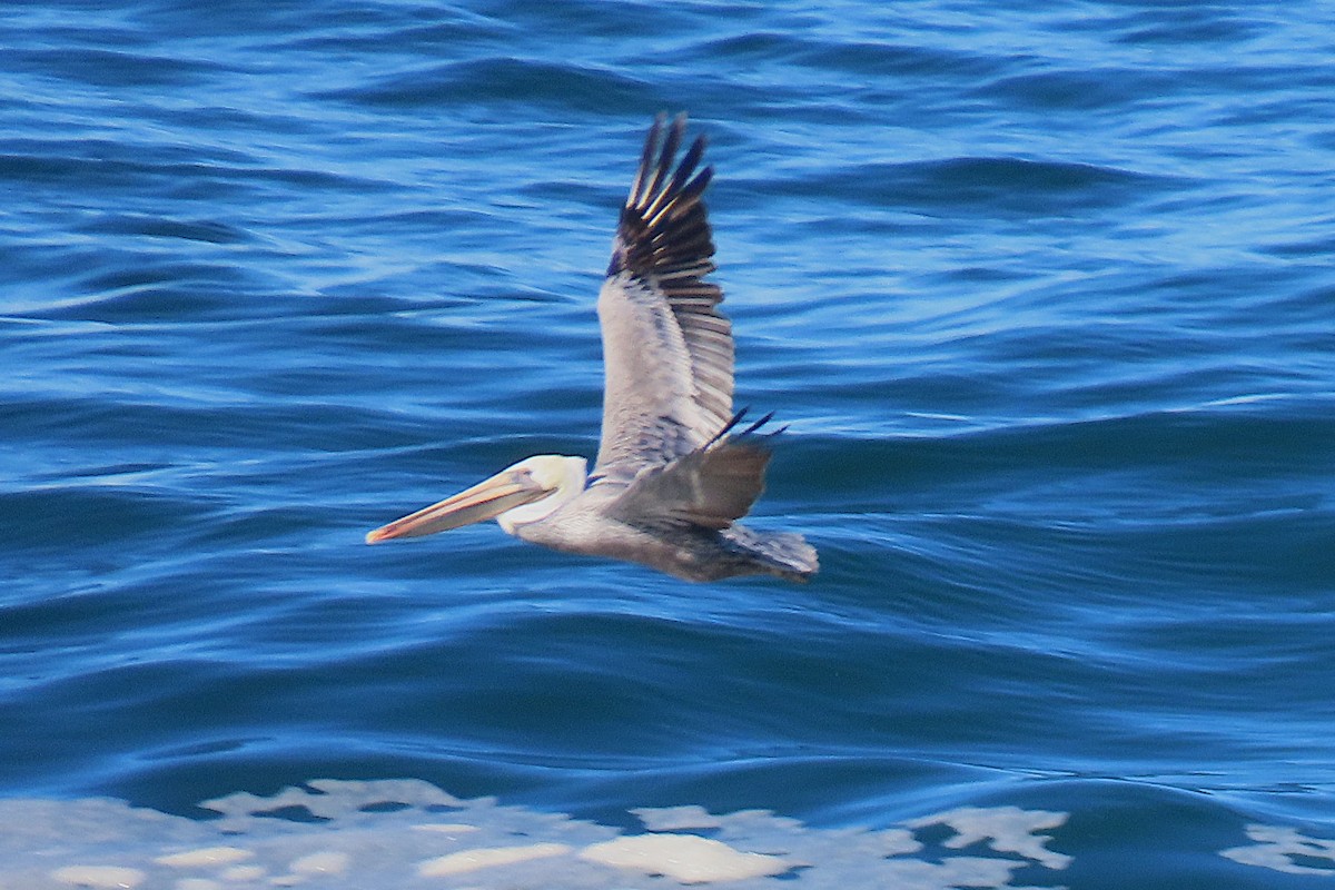 Brown Pelican - ML644009924