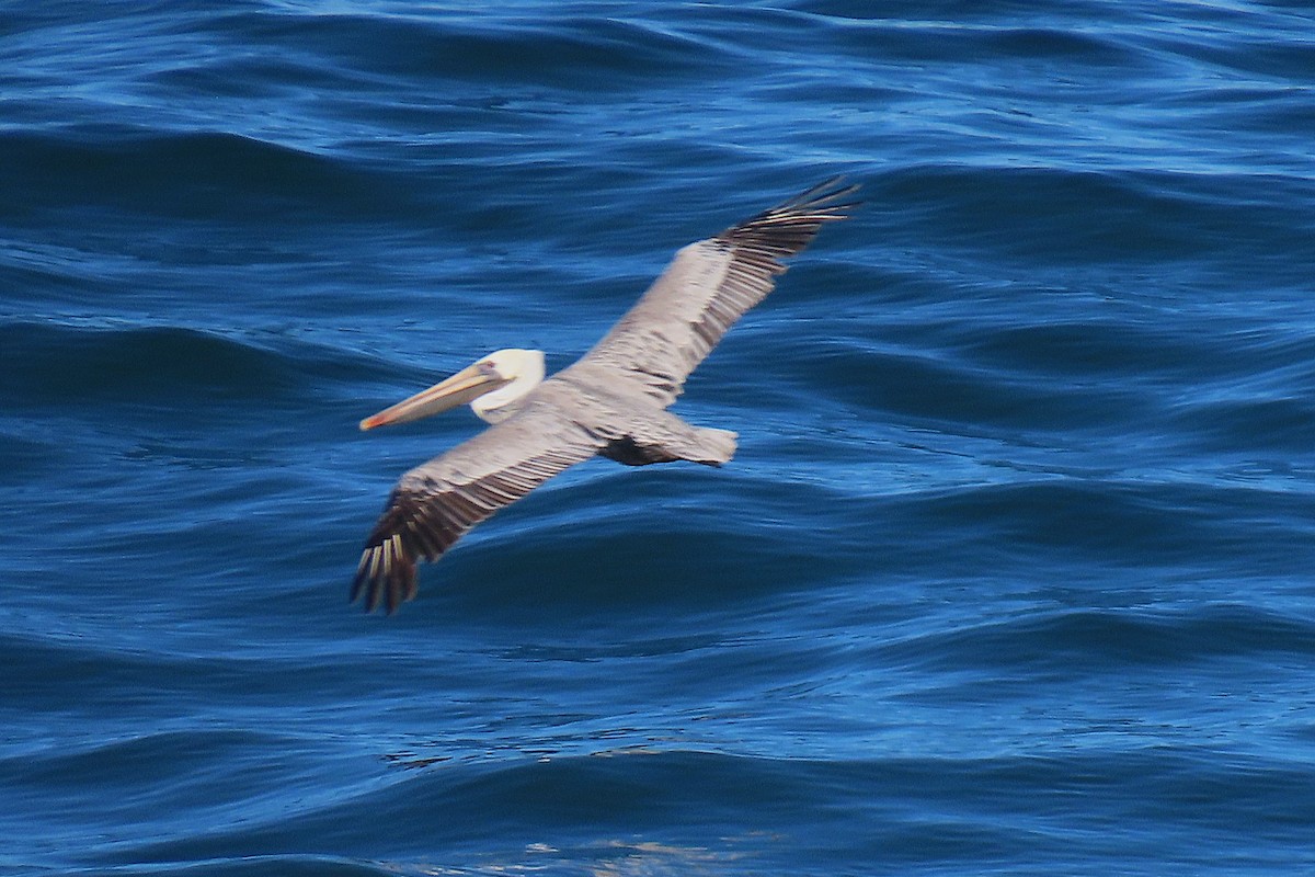 Brown Pelican - ML644009925
