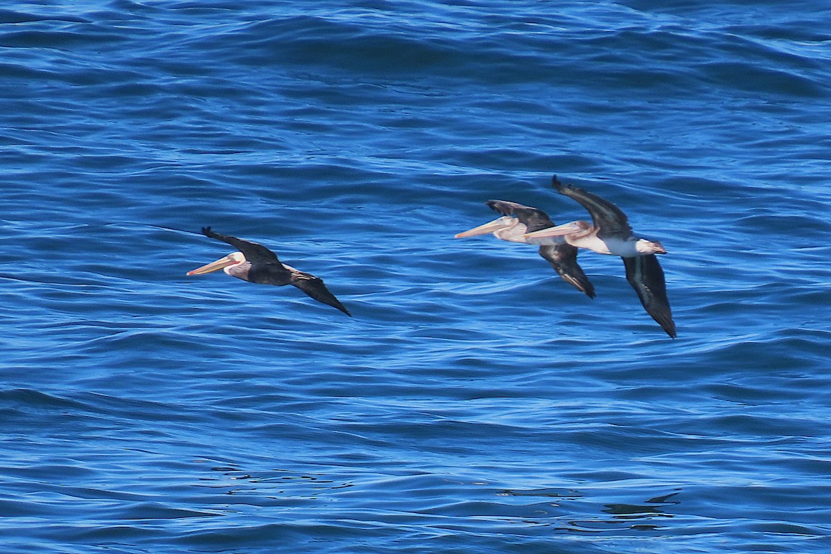 Brown Pelican - ML644009926