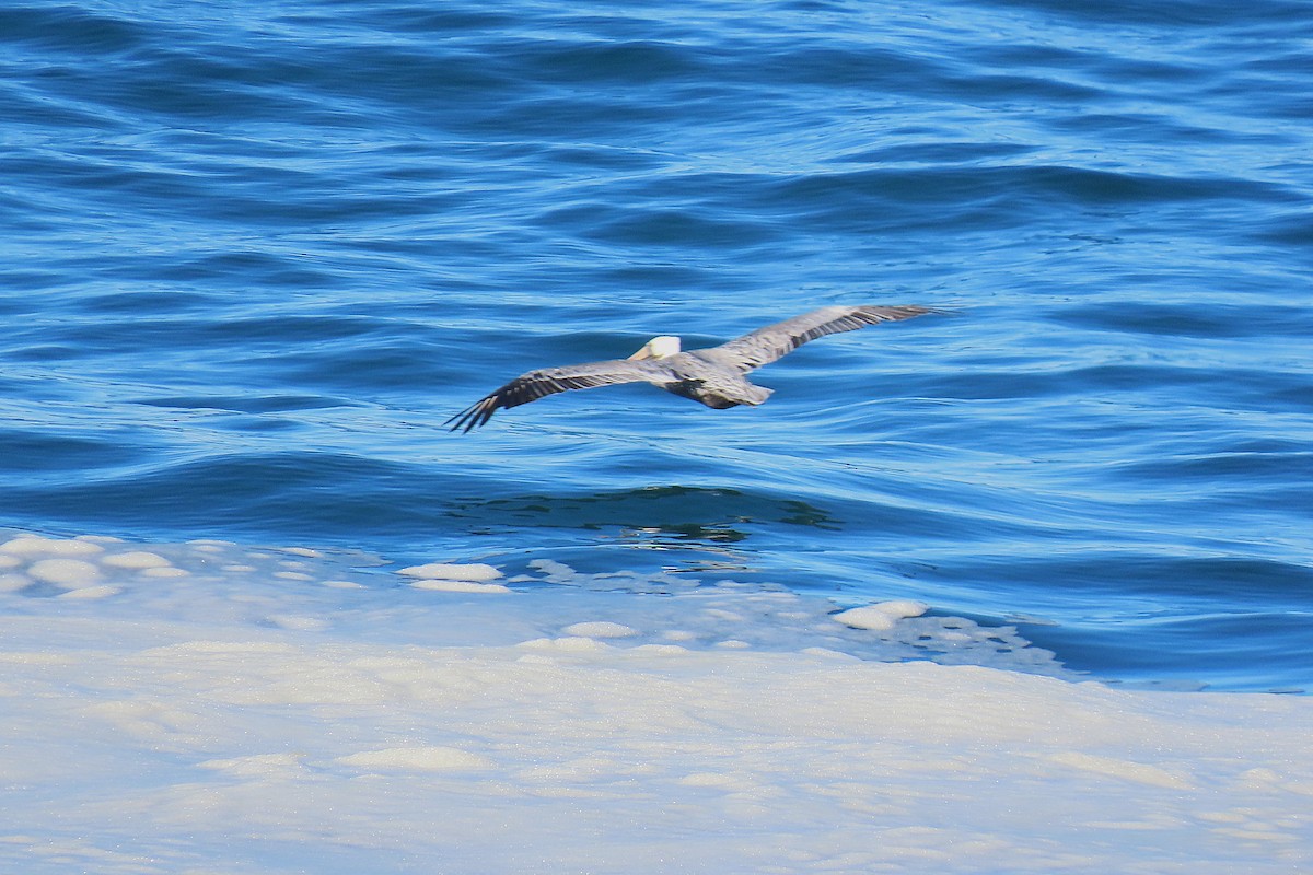 Brown Pelican - ML644009928